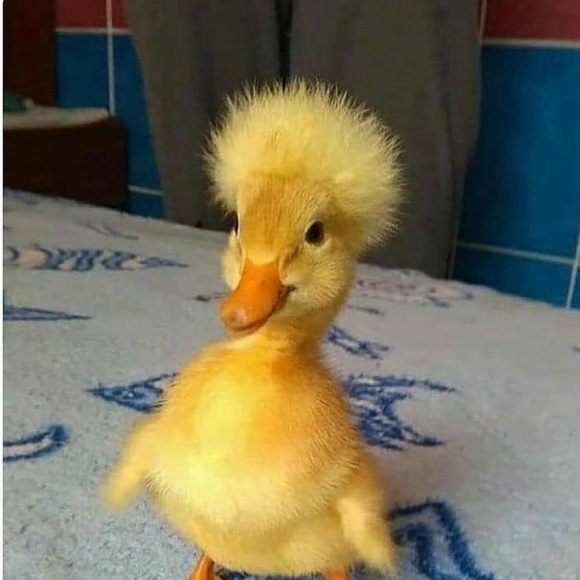 Meet your Posher, Kassie - Picture 1 of 1